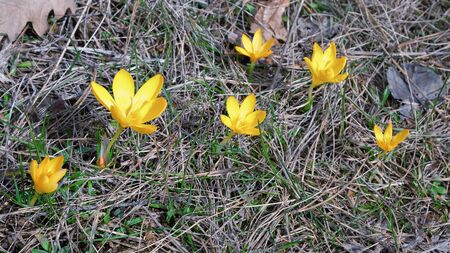 Spring composition with crocus among dried oak leaves. The focus is on the bigest flower in the row and the other flowers and the background of the dried oak leaves are blurred.の写真素材