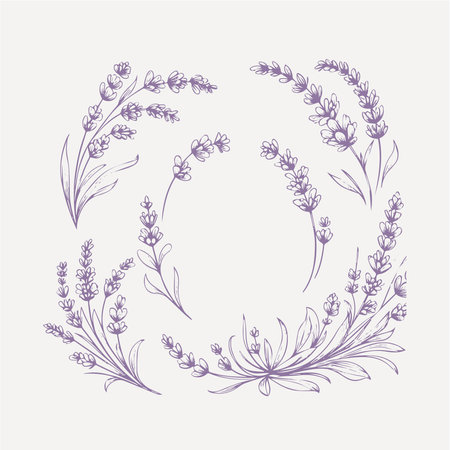 Lavender flowers set. Hand drawn lavender vector illustration.のイラスト素材