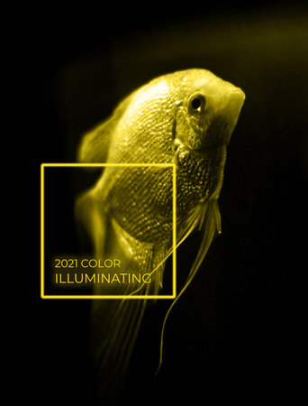 Golden illuminating fish on isolated black background. Goldfish to make 2021 wishes come true. Sea and ocean concept text spaceの写真素材