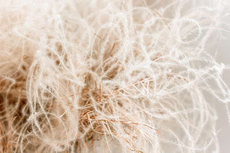 Beautiful abstract feather grass in wabi-sabi styleの写真素材