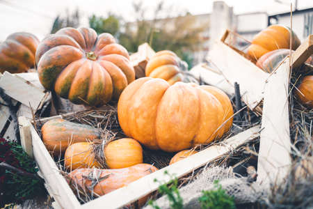 Bright orange Halloween pumpkins in a wooden crateの写真素材