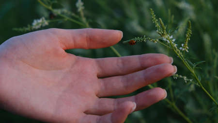 A female hand holds a twig on which a beautiful ladybug sits. A Woman and holds a twig on which a...
