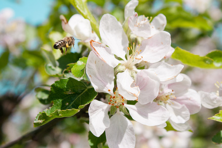 Bee flying towards apple tree flowers in the spring gardenの写真素材