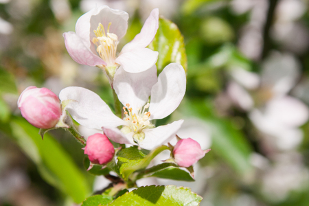 Branch with bouquet of pink apple buds and flowerの写真素材