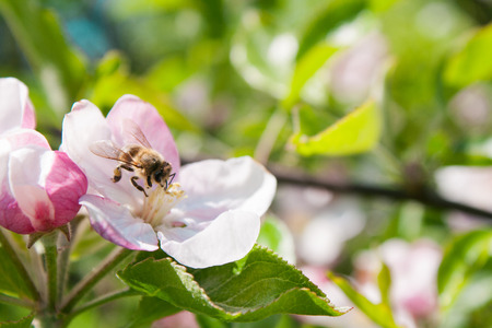 Bee collects nectar in apple tree flowers in the spring gardenの写真素材