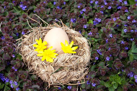 Chicken egg in the bird nest on purple flower backgroundの写真素材