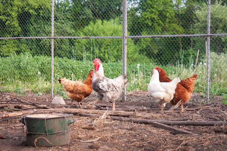 Some chickens and rooster near their chicken coopの写真素材