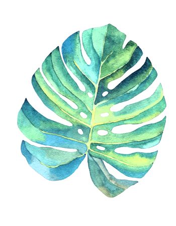 Monstera leaf isolated on a white background, watercolor drawing. Handmade. Individual element.の写真素材