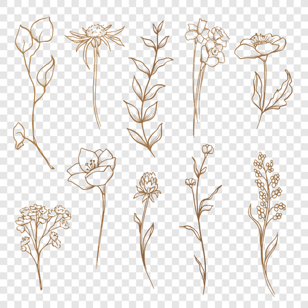 Vector floral collection. Hand drawn set Flowers and leaves. Blooming composition for greeting cards and decorations. Botanical illustration on a transparent background. Gold color.のイラスト素材