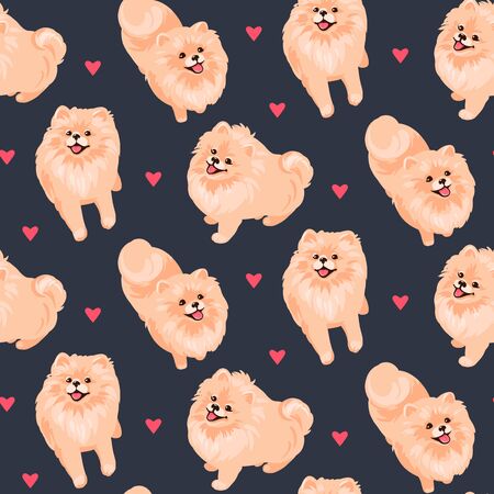 Pomeranian Spitz puppy isolated on white background.のイラスト素材