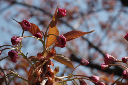 Selective focus of beautiful branches of pink Cherry blossoms on the tree under blue sky, Beautiful Sakura flowers during spring season in the park, Flora pattern texture, Nature floral background.の写真素材