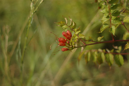Red flower buds on a green background of grass and foliage. The concept of ecology and environmental protection. Protect nature. Photography for design.の写真素材
