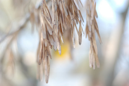 Dry seeds and leaves delicate light yellow and bluish color hanging on a tree branch on a blurred background. Beautiful nature. Ecologyの写真素材