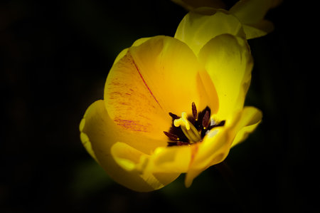 Delicate yellow tulip flower on a black background. Macro view. Petals, stamens and pistil of a tulip. Spring Flower. Beautiful nature.の写真素材
