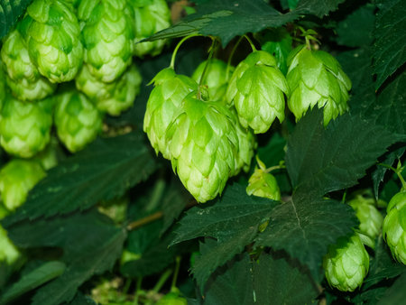Green fresh hop cones on a background of green foliage for making beer and bread closeup, agricultural background. Photoの写真素材