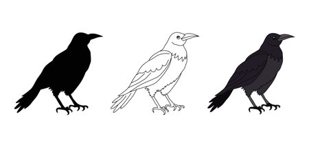 Black crow or raven. Contour, silhouette, crow in color. Vector isolated on white. Wild bird. A pet. Cartoon style. Badge, icon, emblem, textile, print, pet shop, animal shelter, zoo, coloring bookのイラスト素材