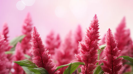 Vibrant pink amaranth flowers with a soft-focus background, perfect for spring-themed designs. Usage: seasonal event promotions, greeting cards. With copy spaceの素材