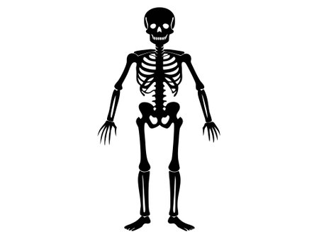 Black silhouette of a human skeleton isolated on a white background. Concept of Halloween, anatomy illustration, bone structure, spooky illustration. Print, icon, design element.のイラスト素材