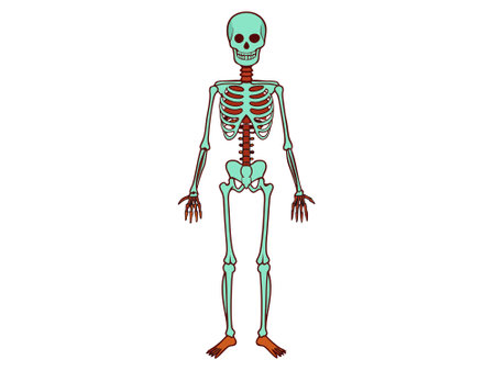 Cartoon human skeleton isolated on a white background. Concept of Halloween, anatomy illustration, bone structure, spooky illustration, creepy character. Print, icon, design elementのイラスト素材