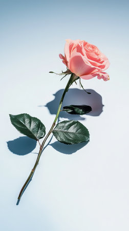 Pink rose with shadow on light blue background. Concept of international women's day, elegance, and beauty.の写真素材