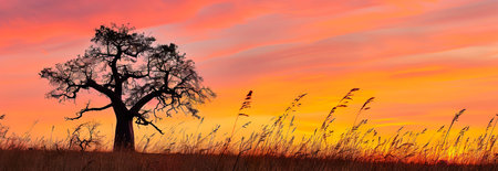 Tranquil savanna sunset with silhouetted baobab tree.