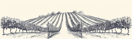 Vineyard Landscape Panorama with Rolling Hills and Vine Plantations. Concept of Agriculture, Rural Scenic View, Wine Production, Black and white illustration, sketch.の写真素材