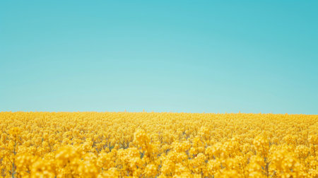 Expansive canola field in full bloom with bright yellow flowers under a clear blue sky. Concept of agriculture, vibrant landscapes, crop fields, and natural beauty.の写真素材