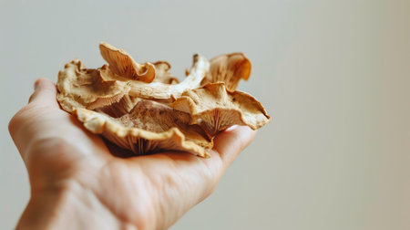 Caucasian hand holding wild mushrooms against beige background. Concept of organic food, foraging, natural ingredients, autumn harvest. Copy space.の写真素材