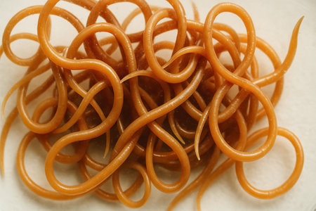 Tangled intestinal roundworms exhibiting complex structure on neutral background. concept of parasitology, intricate biology, and complex worm formations in close-up view.の写真素材