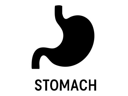 Black silhouette of human stomach isolated on white background, graphic illustration. concept of digestive system, medical icon, internal organ, healthcare design, anatomy element.のイラスト素材