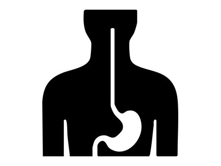 Black silhouette of human torso with digestive system esophagus and stomach isolated on white background, graphic illustration. Concept of anatomy, internal organs, digestion, medicine.のイラスト素材