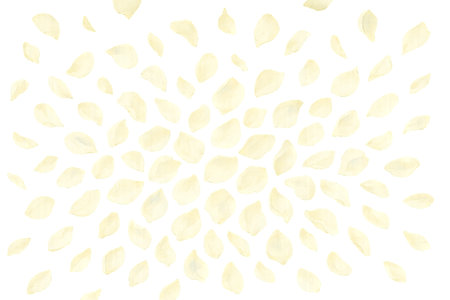 Png set of white rose petals isolated on transparent background. concept of floral decorations, romantic elements, nature-inspired design assets.の写真素材