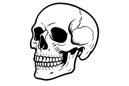 Black and white simple human skull outline illustration featuring minimalist contour design on white background. concept of anatomy study, artistic drawing, minimalist sketch, Halloween decor.の写真素材