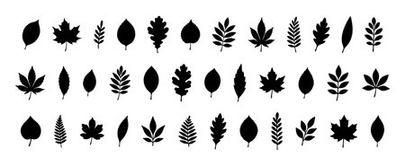 Collection of various leaf silhouettes in black, isolated on white background, graphic illustration. concept of nature, botanical elements, foliage, plant design, icon set.のイラスト素材