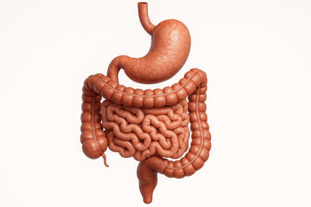 Anatomical illustration of human digestive tract showing stomach and intestines. concept of medical education, human biology, gastrointestinal system, white background.の写真素材