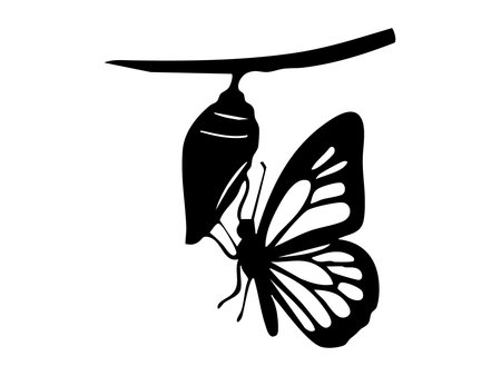 Black silhouette of butterfly emerging from chrysalis, isolated on white background. concept of metamorphosis, transformation, insect life cycle, nature, design element.のイラスト素材