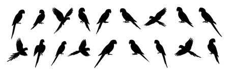 Set of Black silhouette of multiple macaw parrots in various poses, isolated on white background. concept of tropical bird, wildlife, nature, aviary, exotic pet, graphic art, icon design.のイラスト素材