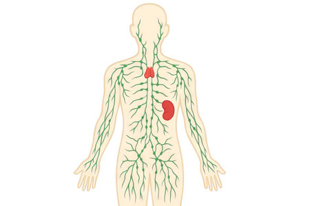 Human lymphatic system diagram with highlighted organs for medical education and anatomy study....