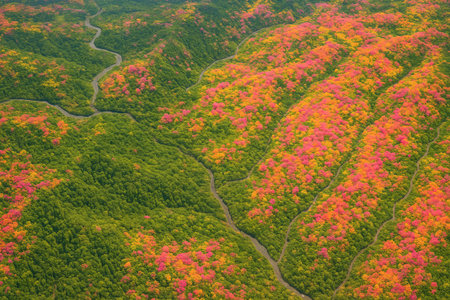 Aerial view of vibrant autumn forest with river mapping vegetation changes and seasonal foliage patterns.の写真素材
