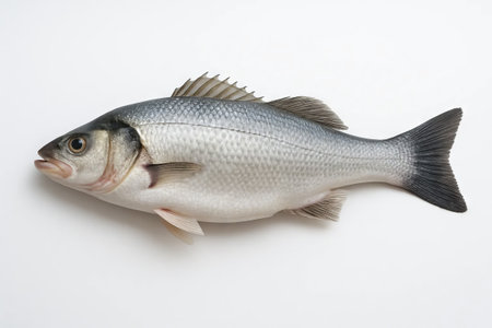 Fresh bass fish on white background highlighting natural marine beauty and culinary ingredient concepts in a simple and clean illustration for cooking inspiration.の写真素材