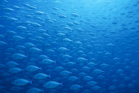 Beautiful school of blue sea fish swimming underwater in tranquil ocean environment. concept of marine wildlife, ocean life, underwater exploration.の写真素材
