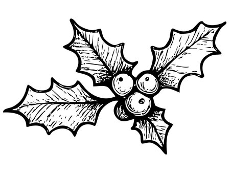 Black hatching drawing of holly leaves and berries isolated on white background. concept of christmas, new year, holiday decor, festive plant, seasonal decoration, illustration.のイラスト素材