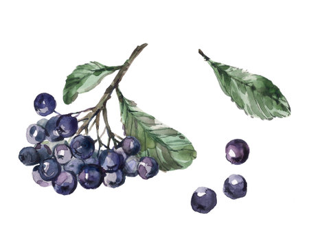 Branch of Aronia berries or black chokeberry with green leaves set. Watercolor hand drawn illustration isolated on white background. Hand-drawn set of aronia in a realistic style.の写真素材