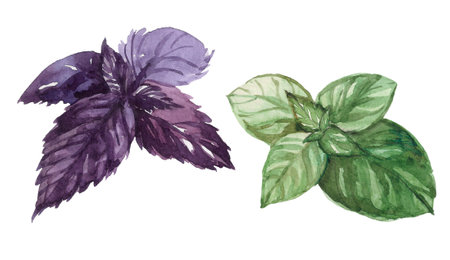 Watercolor set of basils, red and green variety. Herbs, spices, oils, healthy and tasty food. Italian foodの写真素材