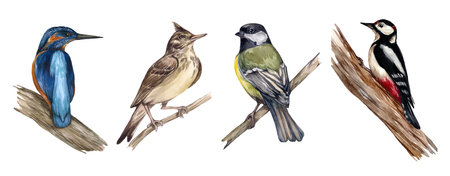 Watercolor big set of forest birds. Kingfisher, lark, titmouse and woodpecker. Realistic illustrations of animals, birds. For clearanceの写真素材
