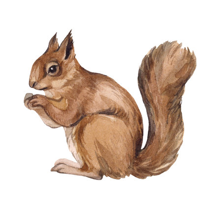 Watercolor squirrel sitting, isolated on white background. Realistic illustration of a forest animal. Suitable for children's product design and children's room decorationの写真素材