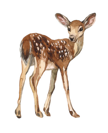 Watercolor illustration of a deer on a white background. Forest animal, deer cub. adorable mammalの写真素材