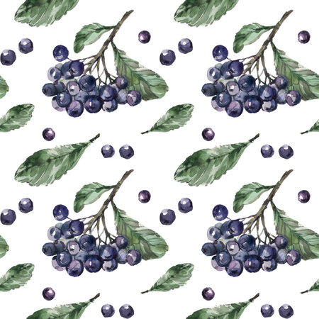 Watercolor hand-drawn seamless pattern with chokeberry, blue berries. natural botanical wallpaper on white background. Image for fabric, paper and other printing and web projects.の写真素材