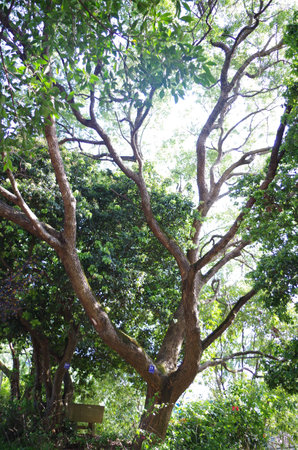 Branch