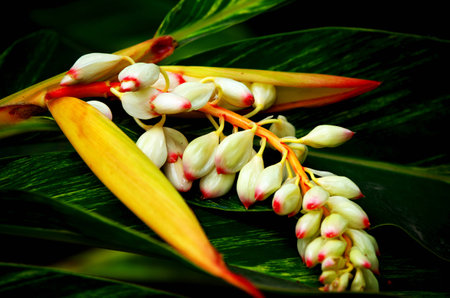 Pineapple flowerの写真素材